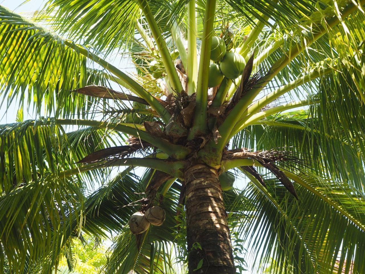 Coconut Bungalow Nai Yang Екстер'єр фото